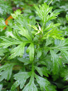 Acme Acupuncture and Chinese Herbs Clinic - your dependable acupuncturist and herbalist. 